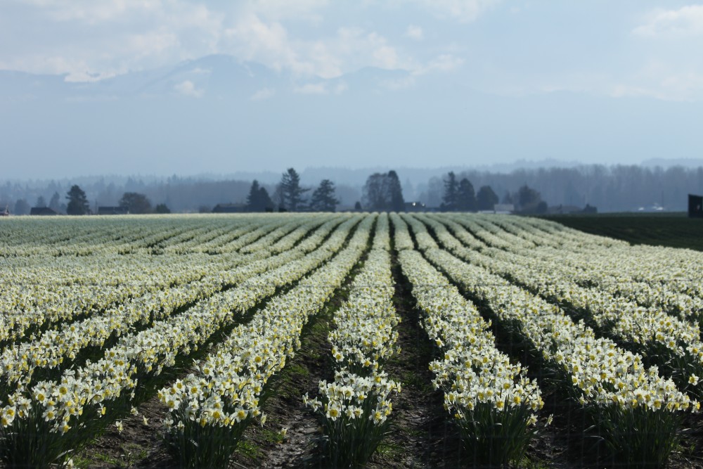 Fields of Narcissi